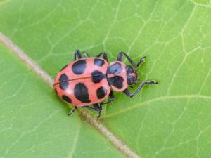 Coccinelle maculée (Coleomegilla maculata)