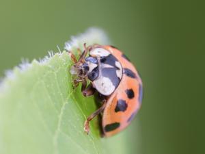 Coccinelle asiatique (Harmonia axyridis)