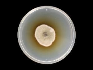 Alternaria_solani_10