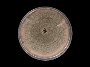 Colletotrichum_acutatum_8