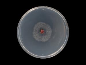 Colletotrichum_acutatum_10