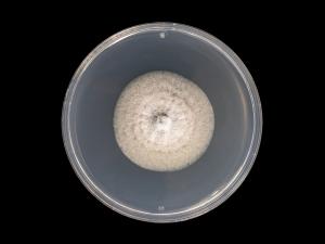 colletotrichum_coccodes_10