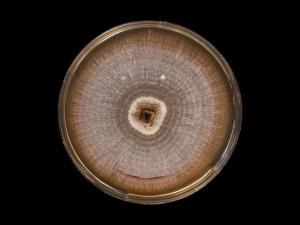 Dactylonectria_torresensis_8