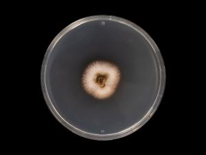 Dactylonectria_torresensis_6