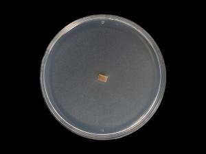 Dactylonectria_torresensis_10