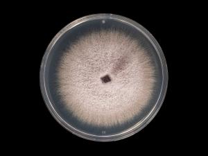Fusarium_oxysporum_11