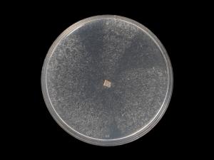 Fusarium_oxysporum_15