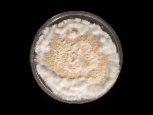 Neopestalotiopsis_sp_4