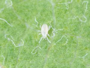 Amblyseius andersoni