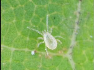 Amblydromalus limonicus