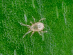 Typhlodromips swirskii