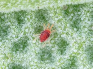 Tétranyque à deux points (Tetranychus urticae)