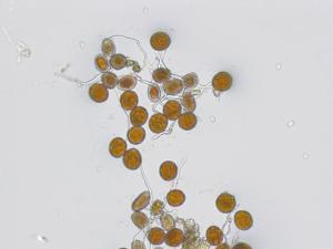 Arthuriomyces sp. 