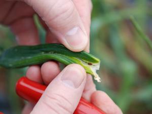Mineuse du poireau (Phytomyza gymnostoma)