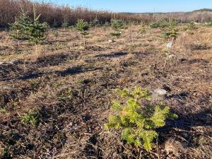 Puceron des racines du sapin baumier (Prociphilus americanus)