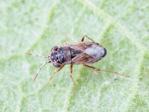 Géocorise commune (Geocoris bullatus)