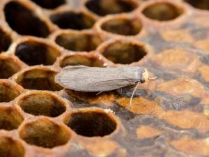 Petite fausse-teigne (Achroia grisella)