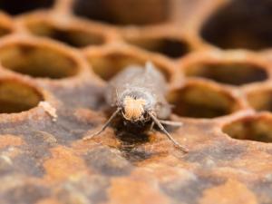 Petite fausse-teigne (Achroia grisella)