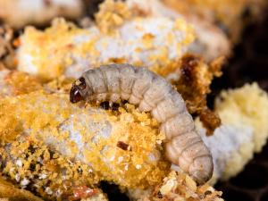 Fausse-teigne de la cire (Galleria mellonella)