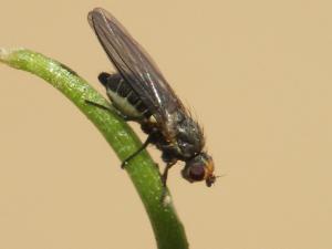 Mineuse du poireau (Phytomyza gymnostoma)