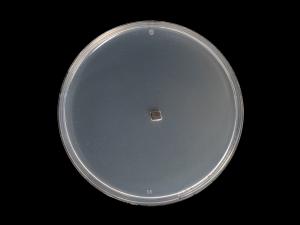  Alternaria_alternata_8