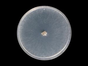 Botryosphaeria_dothidea_8