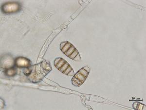 Cephaliophora_tropica_3