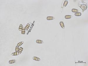 Cephaliophora_tropica_4