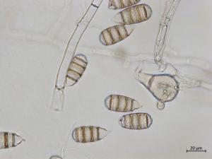 Cephaliophora_tropica_5