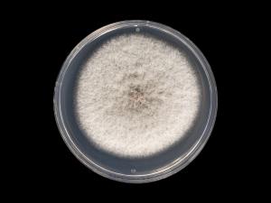Colletotrichum_siamense_6