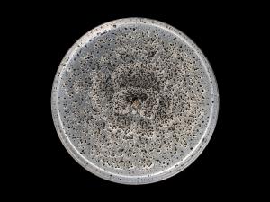 Coniella_diplodiella_8