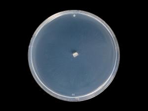 Coniella_diplodiella_9