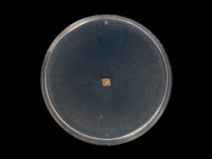 Fusarium_sambucinum_5