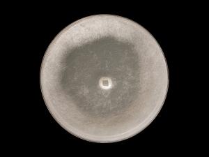 Globisporangium_irregulare_6