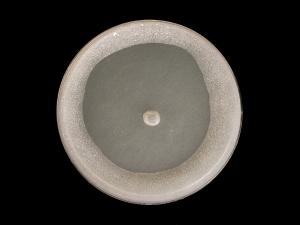 Globisporangium_irregulare_7