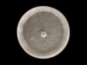 Globisporangium_irregulare_5