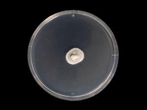 Helminthosporium_solani_2