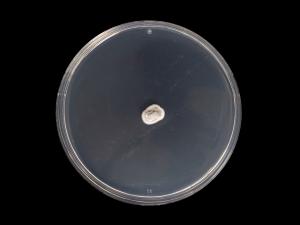 Helminthosporium_solani_1