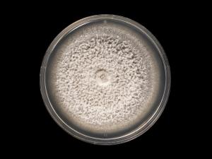 Ilyonectria_liriodendri_6