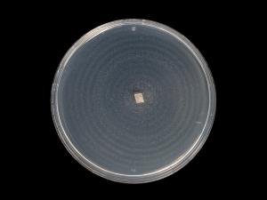 Ilyonectria_liriodendri_8