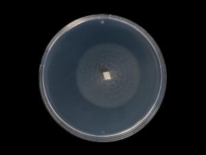 Ilyonectria_liriodendri_7