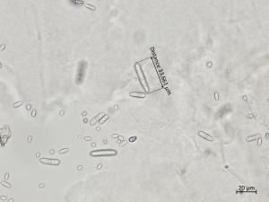 Ilyonectria_liriodendri_4