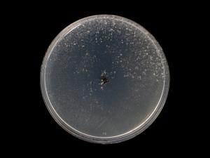 Neofusicoccum_parvum_5