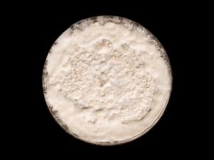 Neopestalotiopsis_sp_6