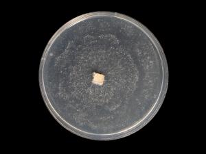 Neopestalotiopsis_sp_9