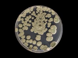 Penicillium_olsonii_1