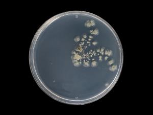 Penicillium_olsonii_3