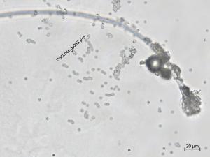 Penicillium_olsonii_8