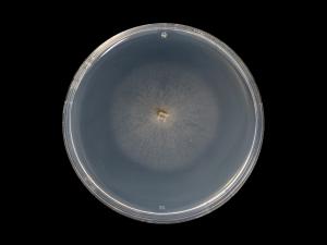 Phaeoacremonium_minimum_6