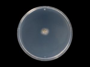 Phaeoacremonium_minimum_4